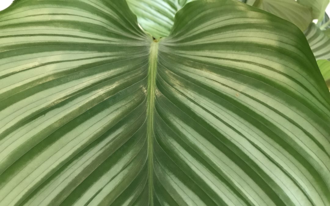 Warum Naturkosmetik Sinn macht