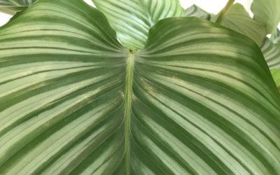 Warum Naturkosmetik Sinn macht